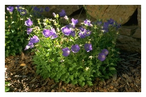 CAMPANULA carpatica 'Blue Clips'